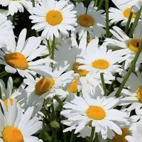 Arborix 6 x Leucanthemum 'Silberprinzesschen' - Margriet Pot 9x9cm - Witbloeiende Zomerplant