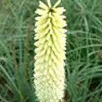 Arborix 3 x Kniphofia 'Ice Queen' - Vuurpijl pot 9x9cm