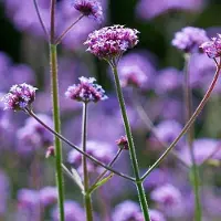 Arborix 6 x Verbena Bonariensis - IJzerhard in 9x9 cm Pot: Een Vlindervriendelijke, Kleurrijke Tuinplant
