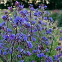 Arborix 6 x Anchusa azurea 'Loddon Royalist' - Ossetong - Pot 9x9 cm: Intens blauwe bloemen, zonminnend