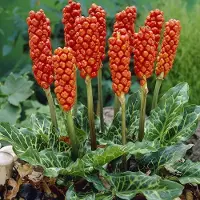 Arborix 6 x Arum italicum - Aronskelk pot 9x9 cm
