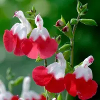 Arborix 6 x Salvia Microphylla 'Hot Lips' - pot 9x9xm