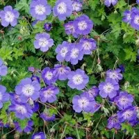 Arborix 6 x Geranium 'Rozanne' - Ooievaarsbek pot 9x9cm