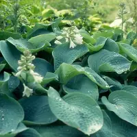Arborix 6 x Hosta Sieboldiana - Hartlelie pot 9x9cm - Grote Blauwgroene Bladeren