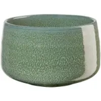 Asa selection Kom Moribana Matsu Shiny Green 12 cm