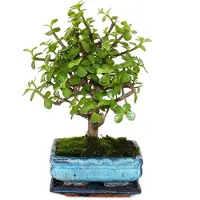 Exotenherz Bonsai - Portulacaria afra - Jadeboom - Afrikaanse olifantboom - ongeveer 4-5 jaar oud - bolvormig