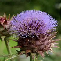 Arborix 6 x Cynara Cardunculus - Kardoen pot 9x9 cm- Imposante Distelachtige