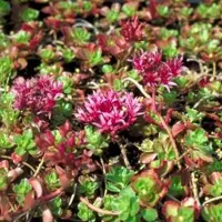 Arborix 6 x Sedum Spurium 'Schorbuser Blut' - Vetkruid pot 9x9cm