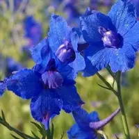 Arborix 6 x Delphinium Grandiflorum 'Blauer Zwerg' - Ridderspoor pot 9x9cm - Blauwe bloemen