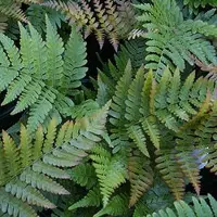Arborix 6 x Dryopteris Erythrosora - Goudschubvaren pot 9x9 cm- Sierlijke Winterharde Varen