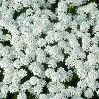 Arborix 6 x Iberis Sempervirens 'Weisser Zwerg' - Scheefkelk pot 9x9cm, witbloeiend en bodembedekkend