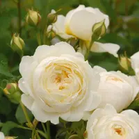 Arborix Rosa 'Claire Austin' - Prachtige witte rozen voor in de tuin