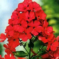 Arborix 6 x Phlox 'Starfire' - Vlambloem pot 9x9cm - Rode bloemen, Geurend