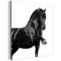 MuchoWow Aluminium schilderij 20x20 cm - Wanddecoratie metaal - Fries - Hengst - Modern - Metalen muurdecoratie woonkamer - Decoratie industrieel - Foto op dibond - Industriële accessoires slaapkamer