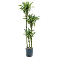 Fleurdirect Hydroplant Dracaena Fragrans Ulises