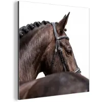 MuchoWow Aluminium schilderij 50x50 cm - Wanddecoratie metaal - Portret - Paard - Elegant - Metalen muurdecoratie woonkamer - Decoratie industrieel - Foto op dibond - Industriële accessoires slaapkamer