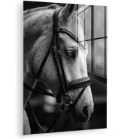 MuchoWow Glasschilderij 120x160 cm - Schilderij acrylglas - Paard - Schimmel - Portret - Foto op glas - Muurdecoratie woonkamer - Wanddecoratie slaapkamer - Schilderijen