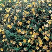 Arborix Hypericum 'Hidcote' - Herfsthooi;Sint Janskruid 25-30 cm pot