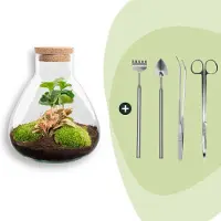Urbanjngl Terrarium - Sammie coffea - ↑ 27 cm - Ecosysteem plant - Kamerplanten - DIY planten terrarium - Mini ecosysteem + Hark + Schep + Pincet + Schaar