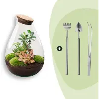 Urbanjngl Terrarium - Drop XL - ↑ 37 cm - Ecosysteem plant - Kamerplanten - DIY planten terrarium - Mini ecosysteem + Hark + Schep + Pincet