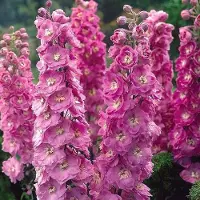 Arborix 6 x Delphinium 'Astolat' - Ridderspoor pot 9x9cm
