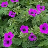 Arborix 6 x Geranium Psilostemon - Ooievaarsbek pot 9x9cm - Kleurrijke Tuinplant