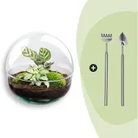 Urbanjngl Terrarium - Dome - ↑ 20 cm - Ecosysteem plant - Kamerplanten - DIY planten terrarium - Mini ecosysteem + Hark + Schep