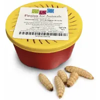 Repto Levende Wasmotten Bakje