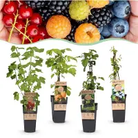 Green Boutiq - Fruitplant - Ribes -Rubes-Vaccinium Mix - Rainbow - Winterhard - Rode Bes - Zwarte Braam - Gele Framboos - Blauwe Bes - 4 Planten - Pot 15cm - Hoogte 50cm
