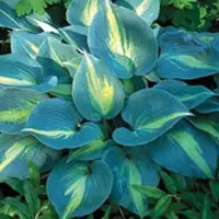 Arborix 3 x Hosta 'Touch Of Class' - Hartlelie pot 9x9cm