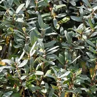Arborix Salix Helvetica - Zwitserse bolwilg;Zwitserse dwergwilg 25-30 cm pot