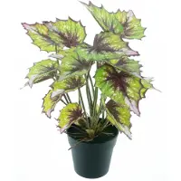 Nova Nature Begonia Rex in pot green 33cm |