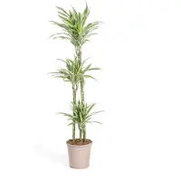 Exotenherz Drachenboom - Drakenlelie - Dracaena deremensis 'White Stripe' - 130-150 cm hoog
