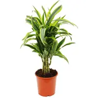 Exotenherz Vertakte drakenboom - Dracaena deremensis "Lemon Lime" - 21 cm