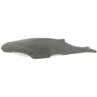 Wudimals Bultrug Walvis 40823