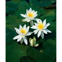 Moerings waterplanten 2 stuks! Bletilla striata Alba potmaat P9 Aardorchidee
