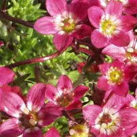 Arborix 6 x Saxifraga 'Purpurteppich' - Steenbreek pot 9x9cm - Paarse bloemen, kruipende groeiwijze