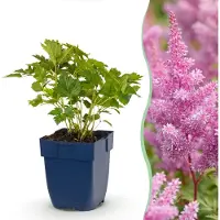 Green Boutiq - Vasteplant - Astilbe chin. Pumila - Pluimspirea - Schaduw - Paars - 24 Planten - Pot 11cm - Hoogte 15-25cm