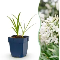 Green Boutiq - Vasteplant - Agapanthus africanus Albus - Afrikaanse Lelie - Bijen en Vlinderlokkers - Wit - 3 Planten - Pot 11cm - Hoogte 15-25cm