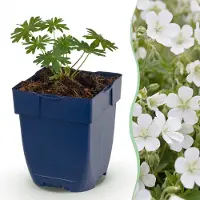 Green Boutiq - Vasteplant - Geranium sang. Album - Ooievaarsbek - Bodembedekkend - Wit - 12 Planten - Pot 11cm - Hoogte 15-25cm