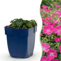 Green Boutiq - Vasteplant - Geranium sang. Max Frei - Ooievaarsbek - Bodembedekkend - Roze - 3 Planten - Pot 11cm - Hoogte 15-25cm