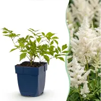 Green Boutiq - Vasteplant - Astilbe (J) Deutschland - Pluimspirea - Schaduw - Wit - 12 Planten - Pot 11cm - Hoogte 15-25cm