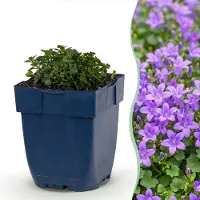 Green Boutiq - Vasteplant - Campanula portenschlagiana - Perzikbladklokje - Bodembedekkend - Roze - 24 Planten - Pot 11cm - Hoogte 15-25cm