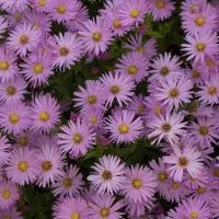 Arborix 6 x Aster dumosus 'Herbstgruss von Bresserhof - Herfstaster pot 9x9cm
