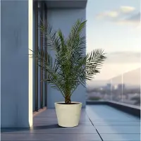Planteda Phoenix Canariensis - ↨180cm- Ø25