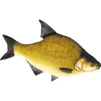 Gaby The Common Bream - M