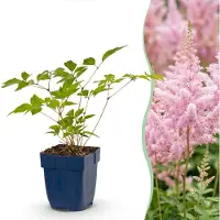 Green Boutiq - Vasteplant - Astilbe (J) Europa - Pluimspirea - Schaduw - Roze - 6 Planten - Pot 11cm - Hoogte 15-25cm