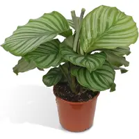 Planteda Calathea Orbifolia - ↨60cm - Ø17cm