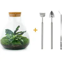 Urbanjngl Terrarium - Sammie - ↑ 35 cm - Ecosysteem plant - Kamerplanten - DIY planten terrarium - Mini ecosysteem