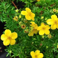 Arborix Potentilla Fruticosa 'Goldfinger' - Struikganzerik 20-25 cm pot